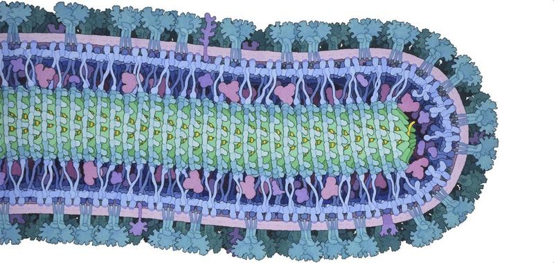 David S Goodsell, RCSB Protein Data Bank
